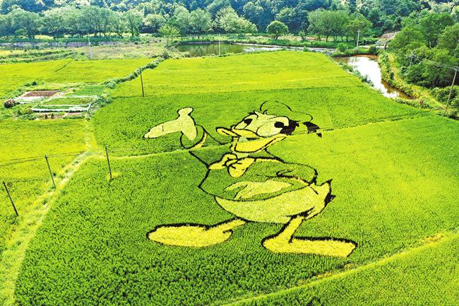 丰收季偏逢阴雨天 今年秋收秋种注意啥