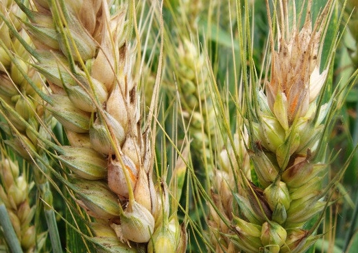 病害科普丨小麦赤霉病